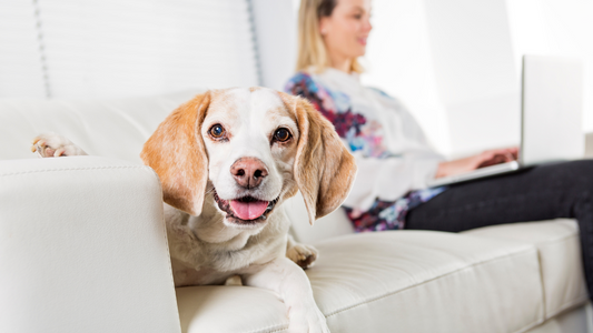 Working from home with pets: The survival guide.