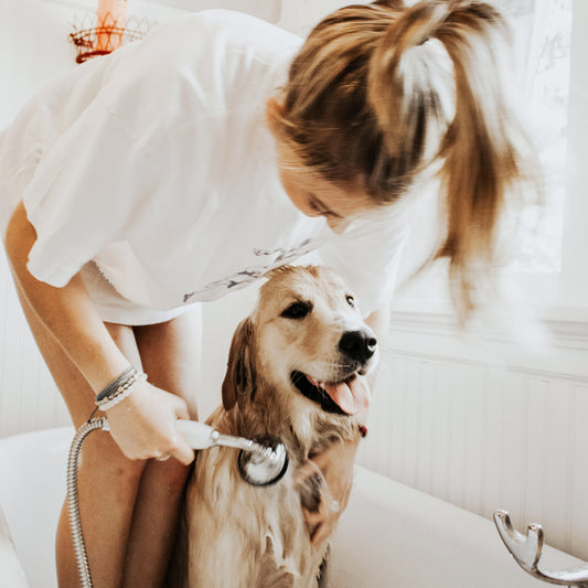 Bathing your dog at home 101.