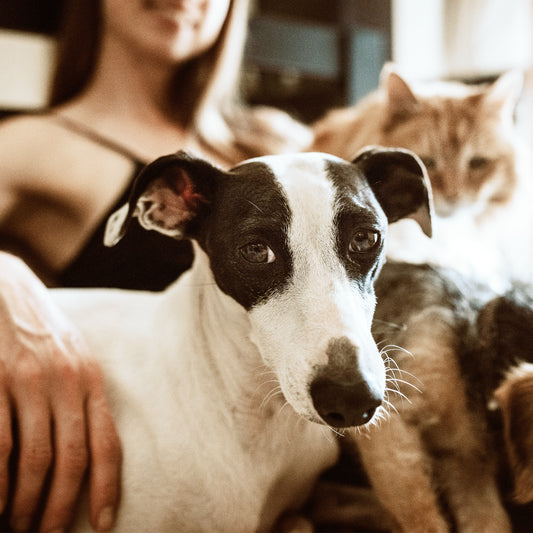 Pet Friendly Throw Pillows.